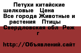 Петухи китайские шелковые › Цена ­ 1 000 - Все города Животные и растения » Птицы   . Свердловская обл.,Реж г.